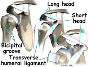 transverse humeral ligament tear test|positive speed's test.